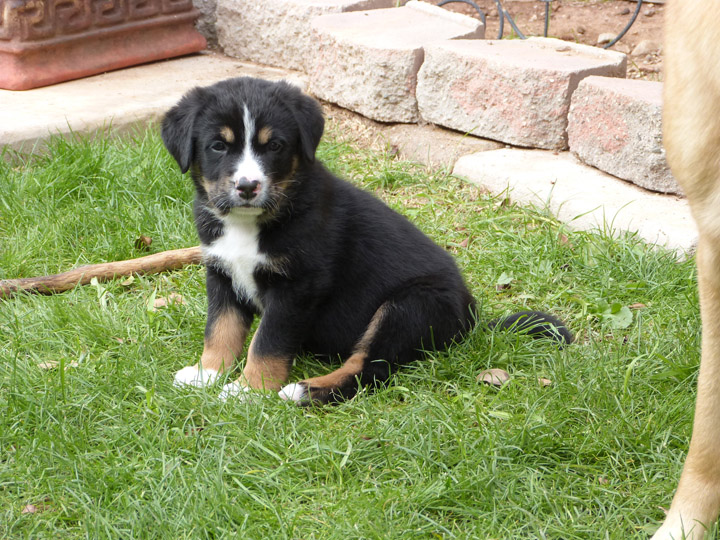 chinook dog